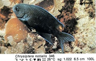 Chrysiptera notialis